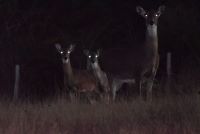 Deer at night